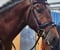 Horse ad