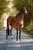 Horse ad