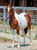 Horse ad