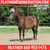 Horse ad