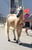Annuncio cavallo