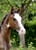 Annuncio cavallo