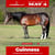 Anuncio de caballos