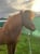 Horse ad