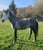 Horse ad