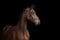 Horse ad