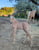 Annonce cheval