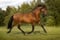 Horse ad