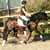 Horse ad