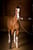 Horse ad