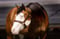 Horse ad