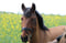 Horse ad