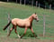 Horse ad