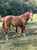 Anuncio de caballos