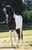 Annuncio cavallo