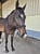 Horse ad