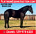 Horse ad