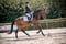 Annonce cheval