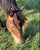 Horse ad