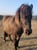 Horse ad