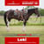 Paardadvertentie