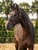 Annuncio cavallo