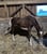 Annuncio cavallo