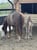 Horse ad