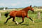 Paardadvertentie