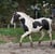 Annonce cheval