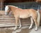 Annuncio cavallo