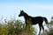 Annuncio cavallo