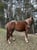 Horse ad