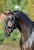 Annuncio cavallo