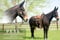 Horse ad