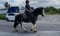 Annuncio cavallo