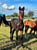 Horse ad