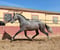Horse ad