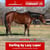 Horse ad