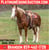 Annuncio cavallo