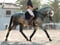 Annuncio cavallo