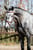 Horse ad