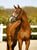 Annonce cheval