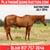 Horse ad