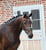 Annuncio cavallo