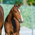 Annuncio cavallo