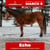 Horse ad