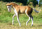 Pferdeinserat