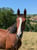 Horse ad