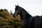 Horse ad